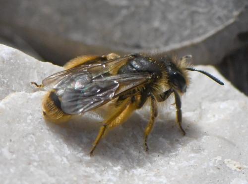Andrena sp.